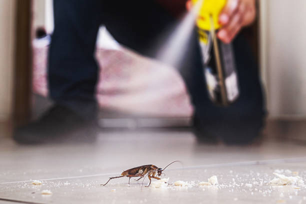 Best Mosquito Control Services  in Gamerco, NM